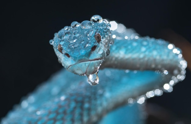 Cobra de víbora azul em close-up e detalhes