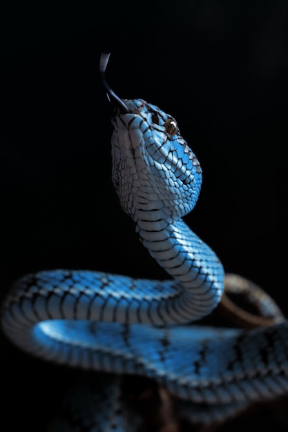 Cobra de víbora azul em close-up e detalhes