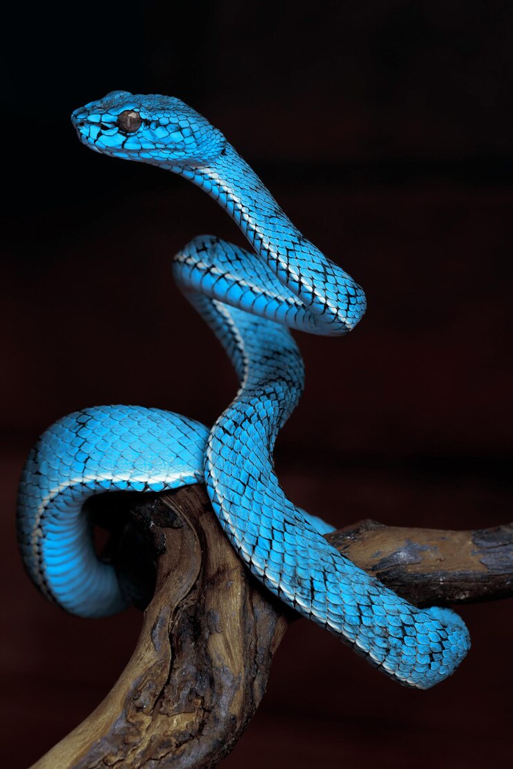 Foto cobra de víbora azul em close-up e detalhes