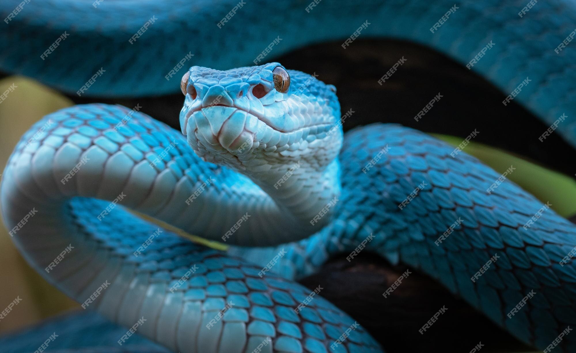 Cobra víbora azul DECORATIVA