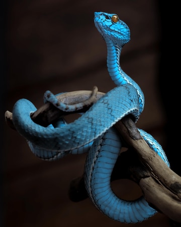 Cobra víbora azul DECORATIVA