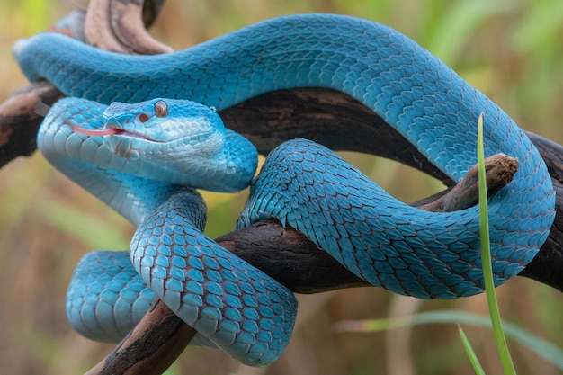 Cobra de víbora azul em close-up e detalhes