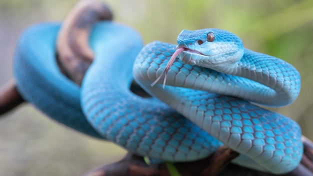 Cobra de víbora azul em close-up e detalhes