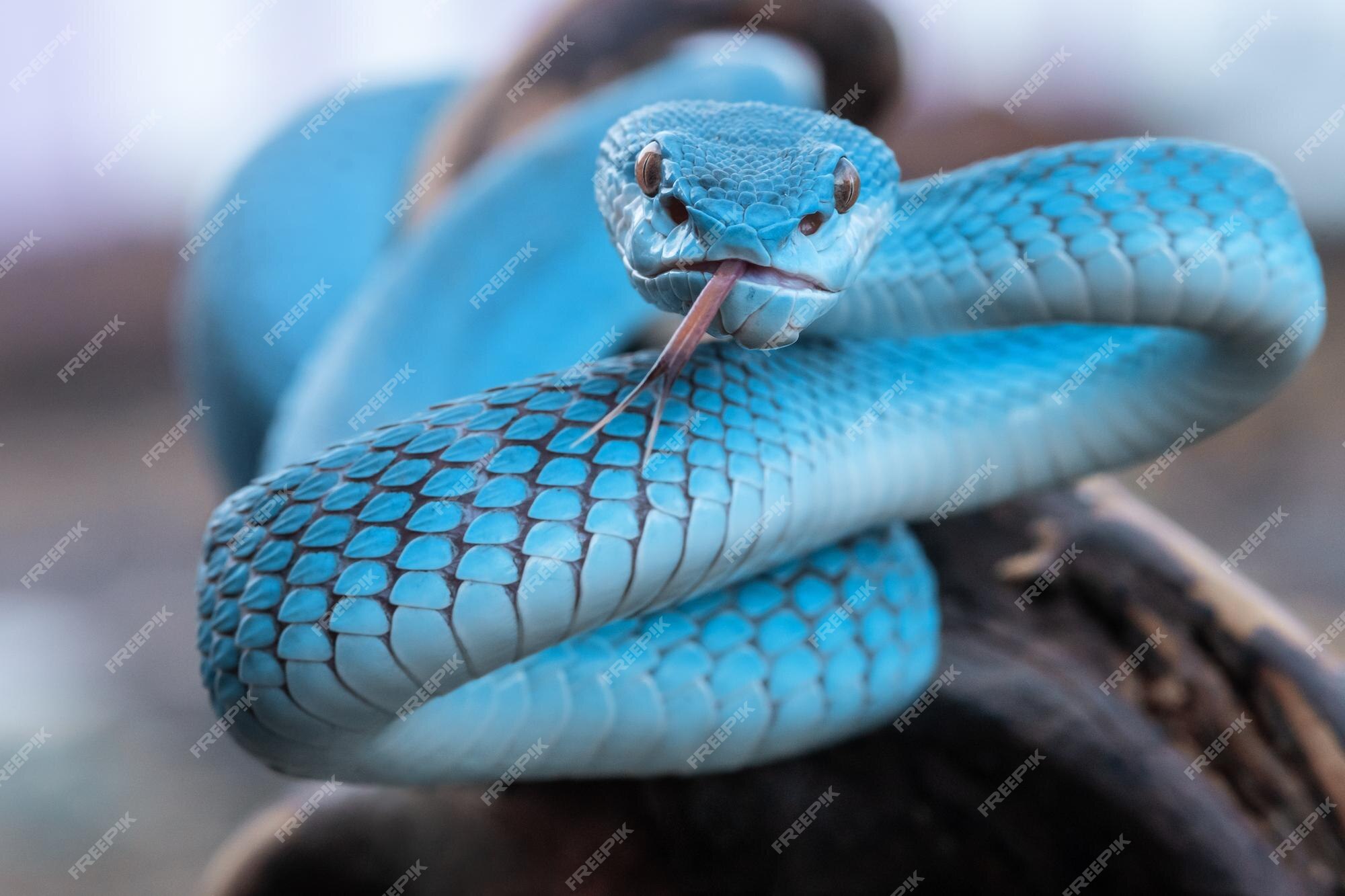 Frente Azul Víbora Cobra Closeup Víbora Cobra Azul Insularis Trimeresurus  fotos, imagens de © blackvenomblack@yahoo.com #661381802