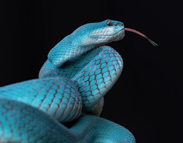 Cobra de víbora azul em close-up e detalhes