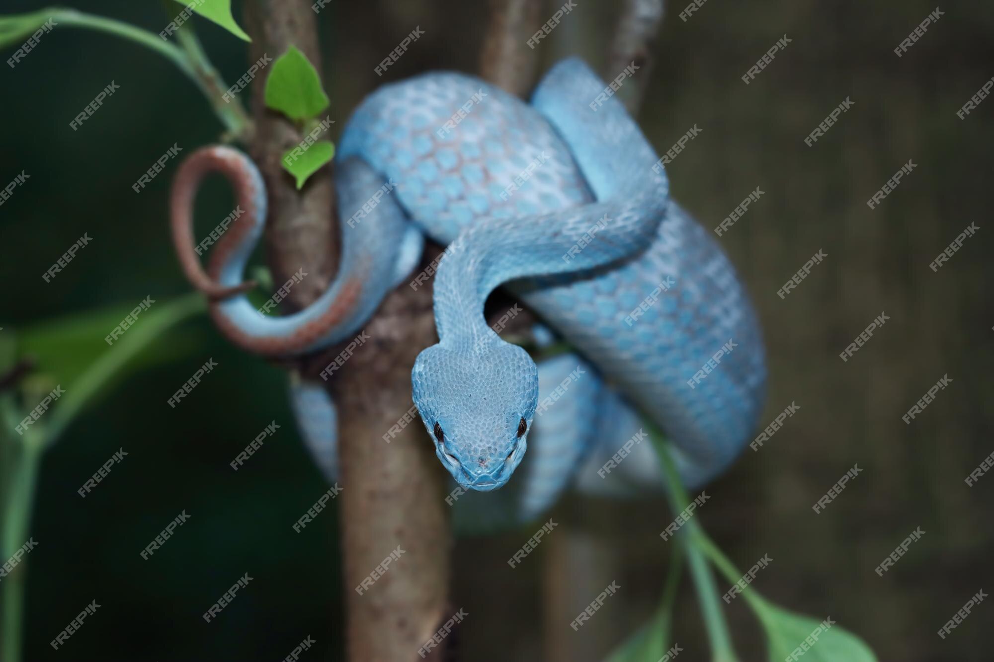 Cobra víbora azul no galho, cobra víbora pronta para atacar, insularis azul