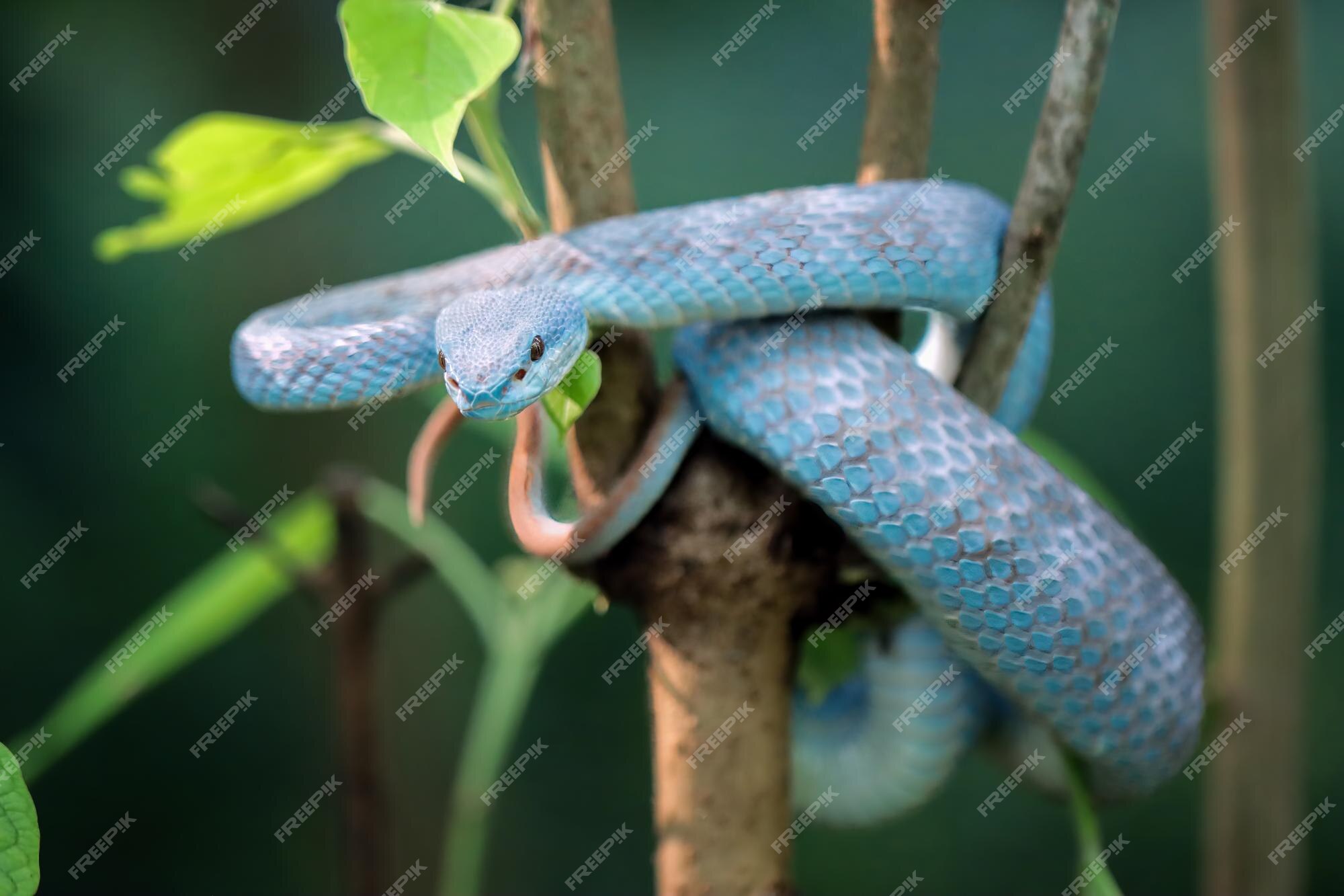 Cobra víbora azul no galho, cobra víbora pronta para atacar, insularis azul