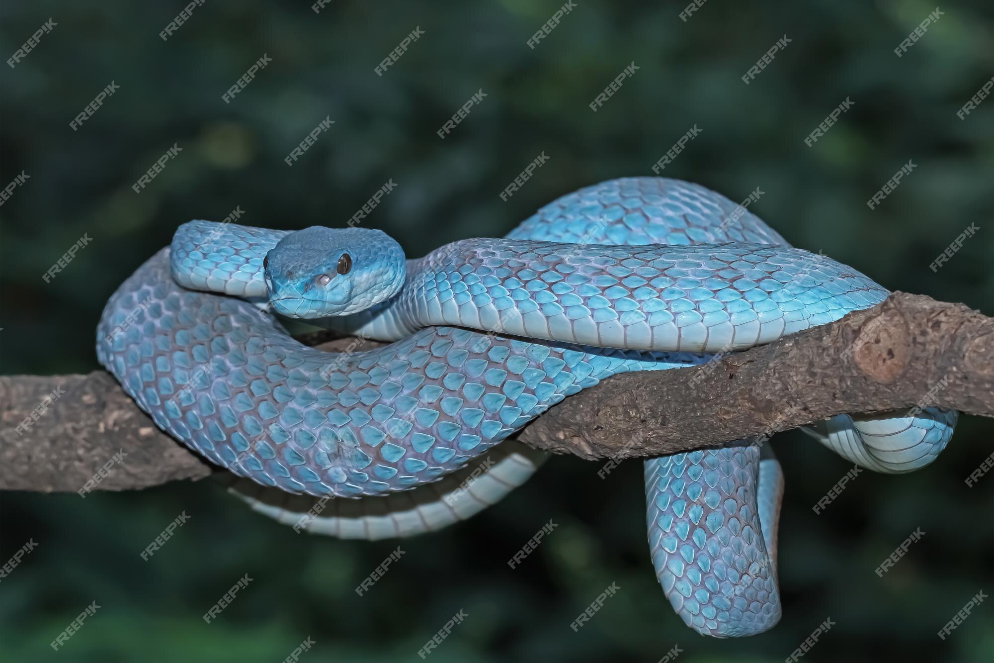 Cobra víbora azul no galho, cobra víbora pronta para atacar, insularis azul