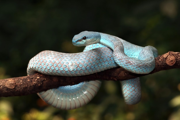 Frente Azul Víbora Cobra Closeup Víbora Cobra Azul Insularis Trimeresurus  fotos, imagens de © blackvenomblack@yahoo.com #661381802