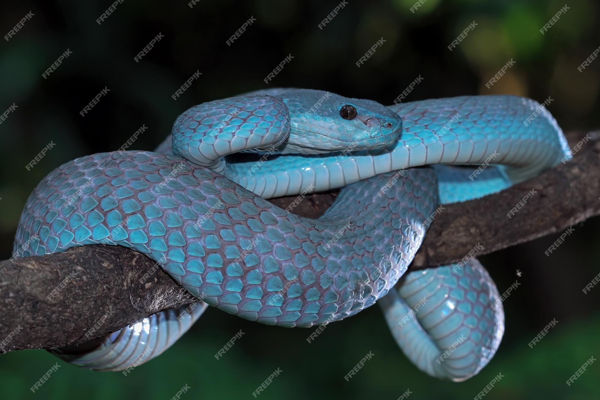 Cobra víbora azul no galho, cobra víbora pronta para atacar, insularis azul