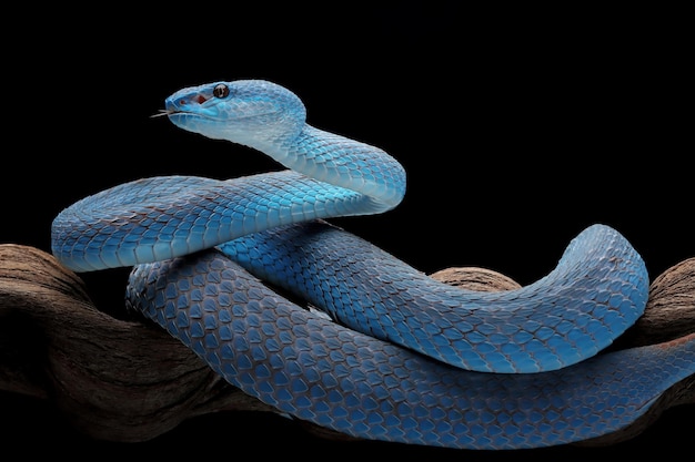 Cobra de víbora azul no galho com cobra de víbora de fundo preto pronta para atacar a cobra azul insularis Cobra de cabeça fechada