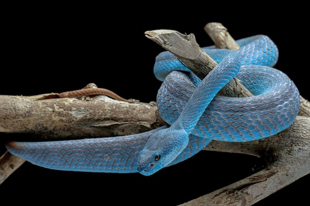 Cobra de víbora azul no galho com cobra de víbora de fundo preto pronta para atacar