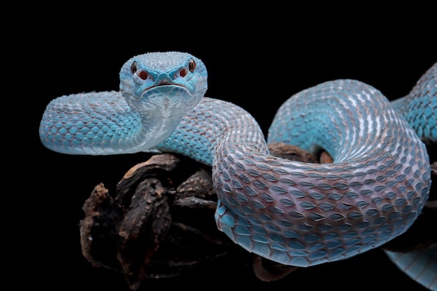 Cobra de víbora azul no galho com fundo preto
