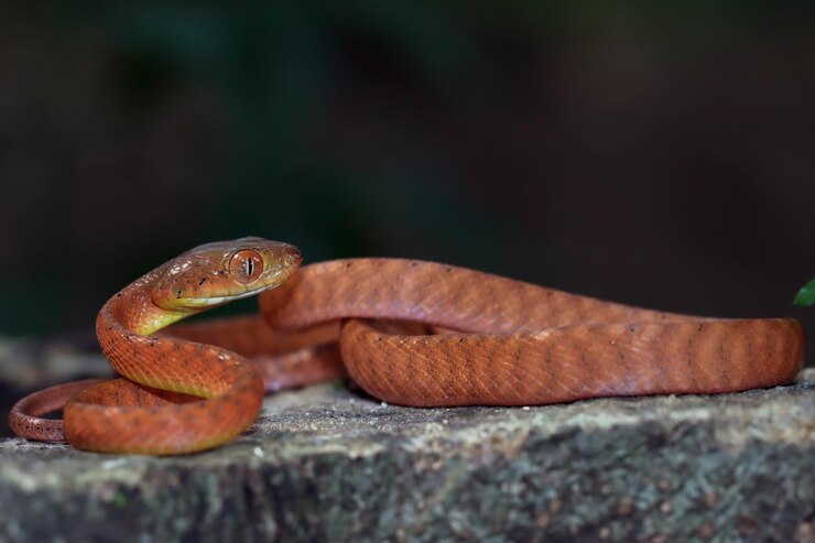 Foto cobra do bebê vermelho boiga no close do animal da árvore no galho