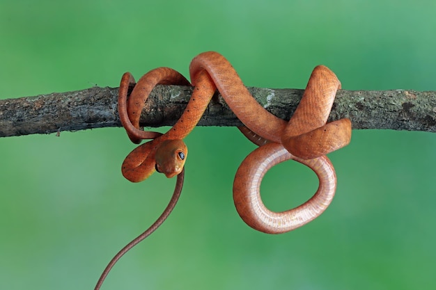 Cobra do bebê vermelho boiga no close do animal da árvore no galho