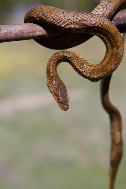 Foto cobra do rio na vara de madeira com fundo desfocado