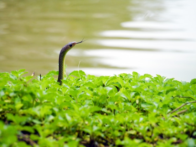 Cobra em estado selvagem