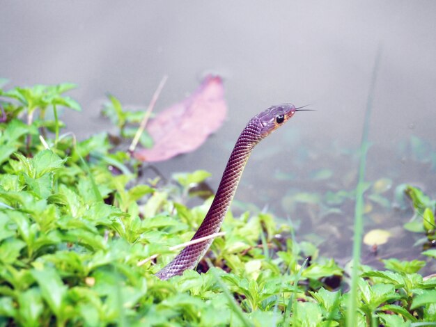 Cobra em estado selvagem