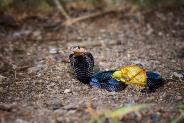 Cobra em floresta tópica