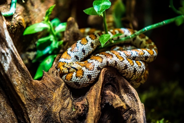 Cobra em um galho fechado de um réptil tropical