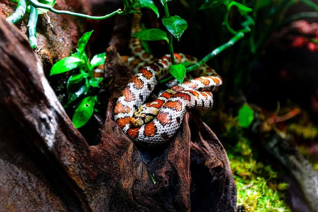 Cobra em um galho Réptil exótico