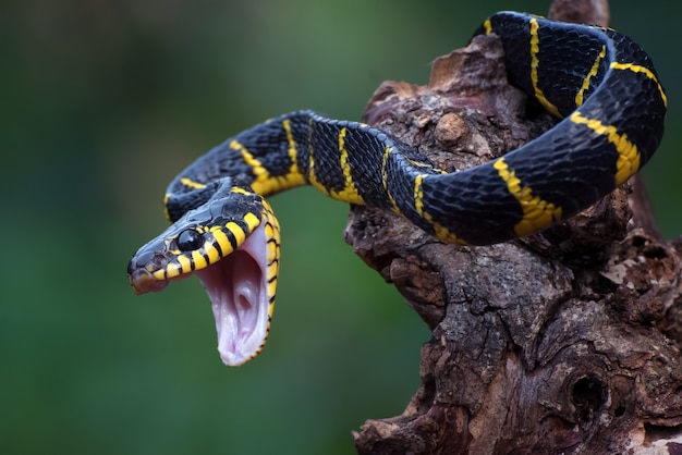 Cobra-gato com anéis dourados em posição de ataque