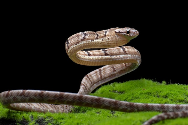 Cobra-gato-dente-de-cachorro em posição de ataque