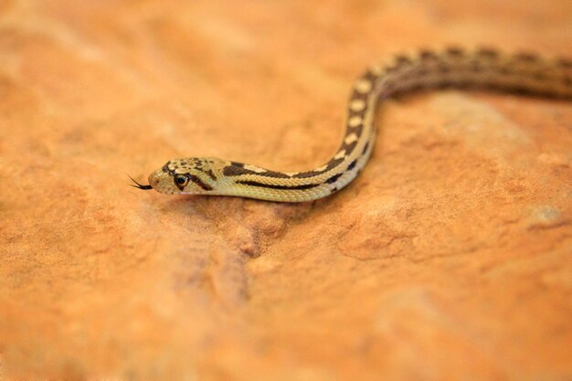 Cobra gopher pequena na rocha