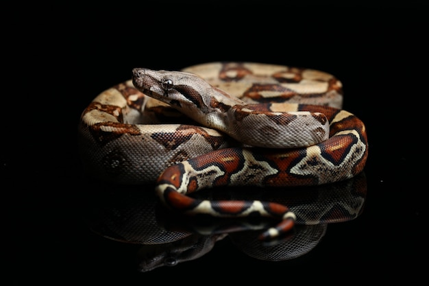 Cobra jibóia comum jibóia na tabela preta