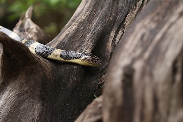 Cobra krait é venenosa e sua mordida pode ser mortal para humanos