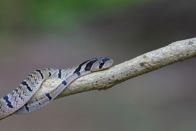 Cobra-kukri (Oligodon fasciolatus)