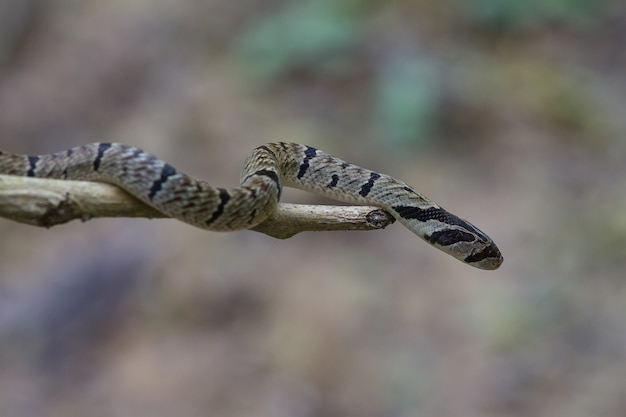 Foto cobra-kukri (oligodon fasciolatus)