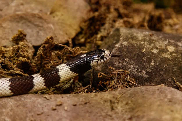 Cobra lampropeltis getula californiae