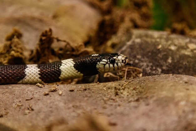 Cobra lampropeltis getula californiae