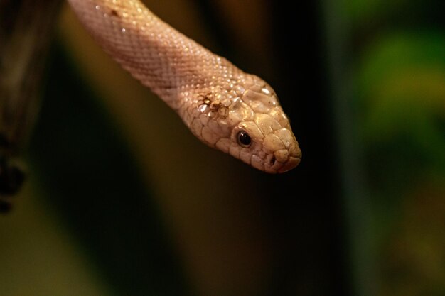 cobra leucística texas rato close-up