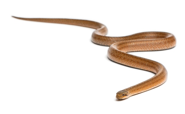 Cobra lisa, Coronella austriaca, na frente do fundo branco