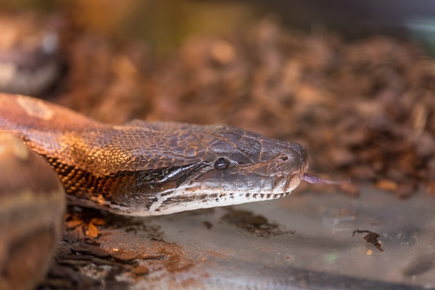 Cobra marrom no terrário para decoração de casa