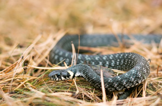 Cobra na grama na floresta