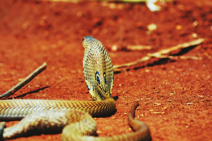 Foto cobra no campo.