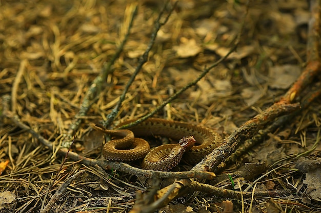 cobra perigosa venenosa, víbora na selva, pântano da Rússia