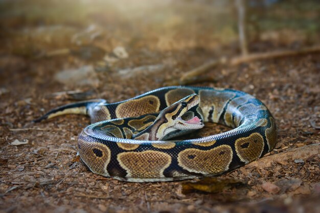 Cobra phyton na floresta tropical phiton