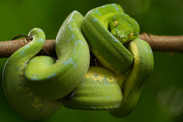 Cobra pitão verde em galho de árvore