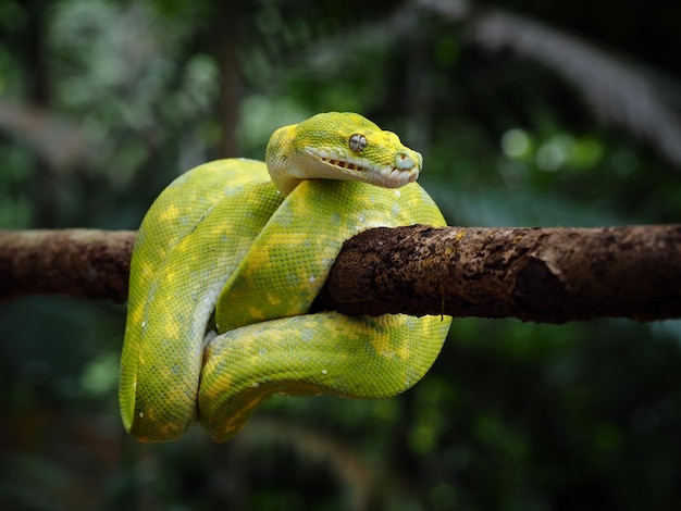 Foto cobra pitão verde