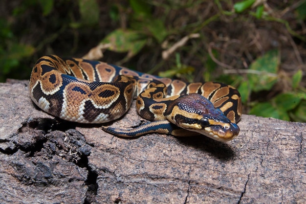 cobra python bola Python regius na natureza