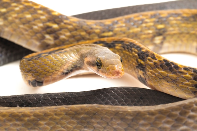 Cobra-rato cobre preta em fundo branco