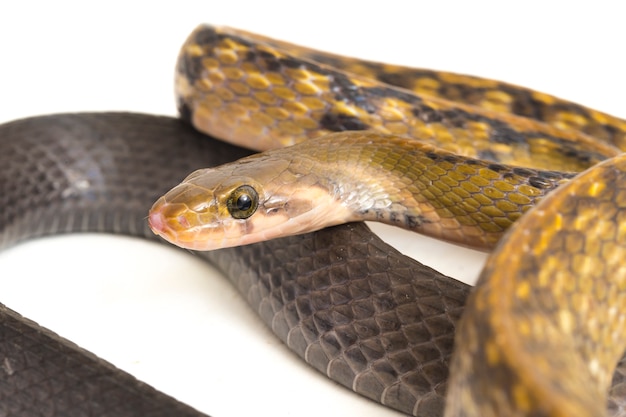 Cobra-rato cobre preta em fundo branco