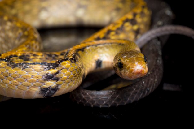 Foto cobra-rato cobre preta em fundo preto