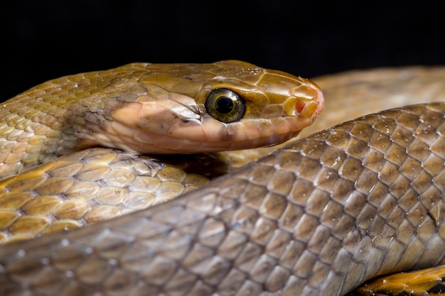 Foto cobra-rato cobre preta em fundo preto