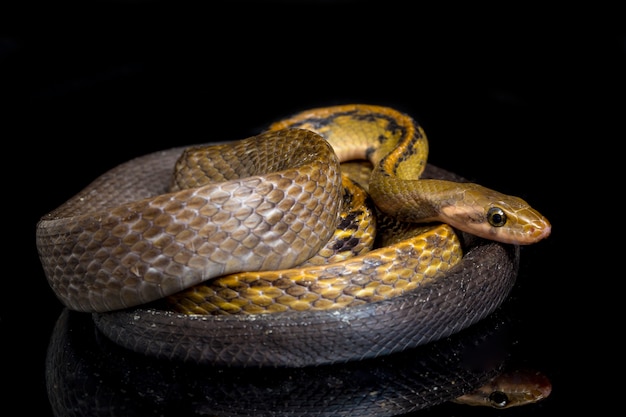 Cobra-rato cobre preta em fundo preto