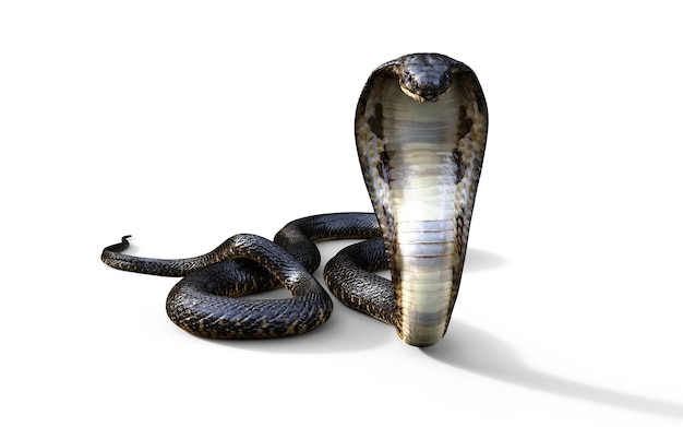 Foto cobra-real, a cobra venenosa mais longa do mundo, isolada no fundo branco